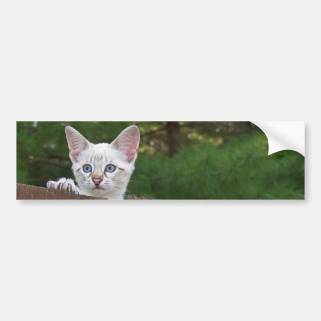 White Savannah Cat Background Bumper Sticker (Front)