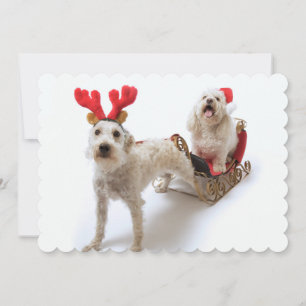 white schnoodle standing with red christmas holiday card