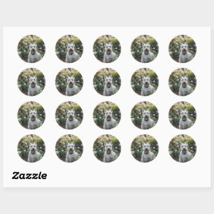 White Scottish Terrier With Black White Roses, Classic Round Sticker