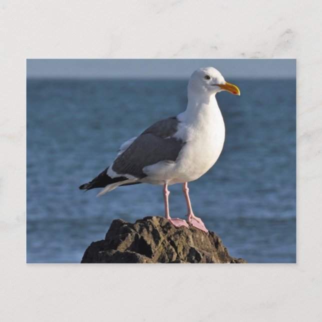 White seagull and ocean postcard (Front)