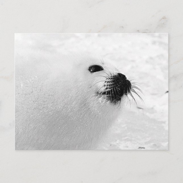 White Seal Postcard (Front)