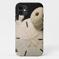 White Seashells And Sand Dollar