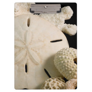 White Seashells And Sand Dollar Clipboard