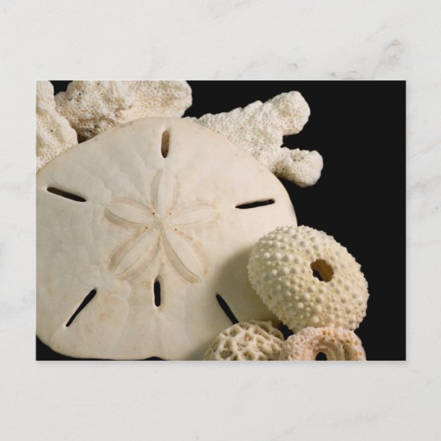 White Seashells And Sand Dollar Postcard (Front)