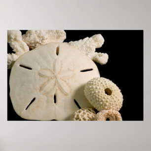 White Seashells And Sand Dollar Poster
