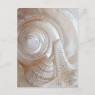 White Seashells Starfish Tropical Beach Sea Shells Postcard