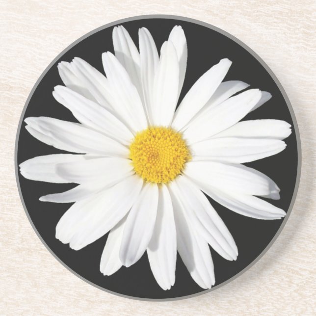 White Shasta Daisy Sandstone Coaster (Front)