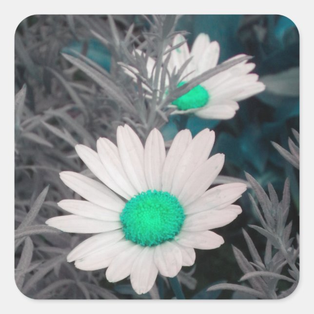 White Shasta Daisy (w/Aqua) Stickers (Front)