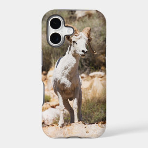White Sheep Of The Family