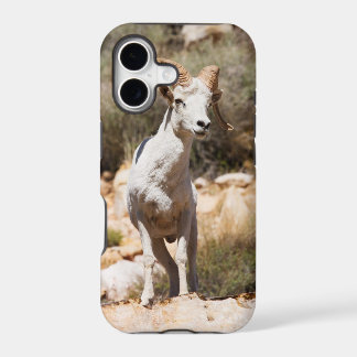 White Sheep Of The Family
