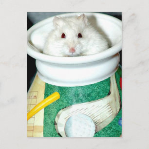 White Shelter Hamster Postcards