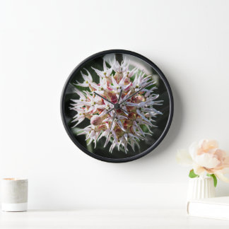 White Showy Milkweed, Flower Photography Clock