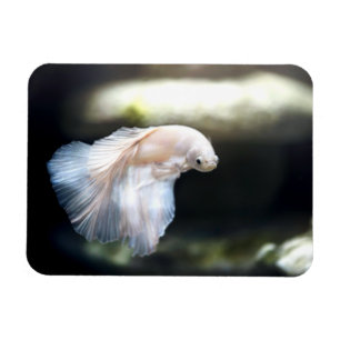 White Siamese Fighting Fish Magnet