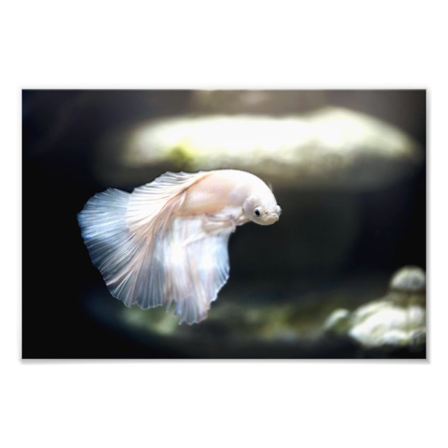 White Siamese Fighting Fish Photo Print (Front)