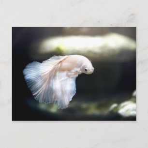 White Siamese Fighting Fish Postcard