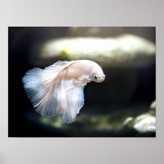 White Siamese Fighting Fish Poster (Front)