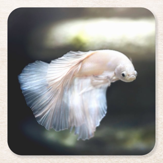 White Siamese Fighting Fish Square Paper Coaster (Front)