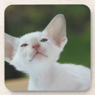 White Siamese kitten Coaster