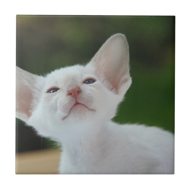 White Siamese kitten Tile (Front)