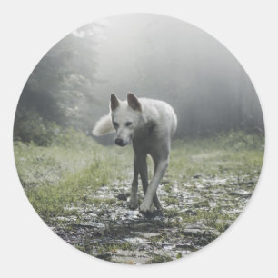 White Siberian Husky Classic Round Sticker
