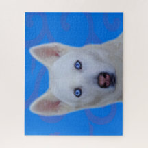 White Siberian Husky Jigsaw Puzzle (Blue BG)