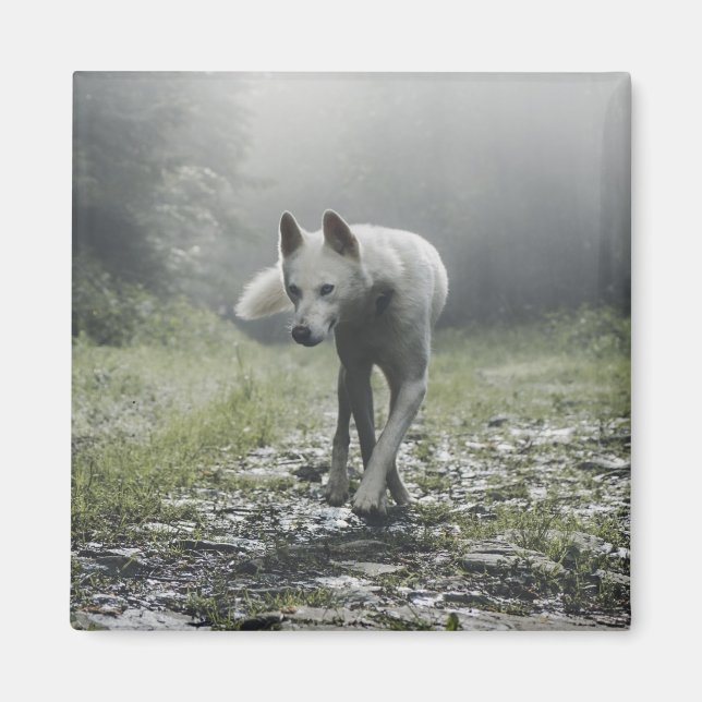 White Siberian Husky Magnet (Front)