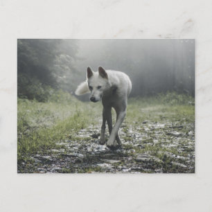 White Siberian Husky Postcard