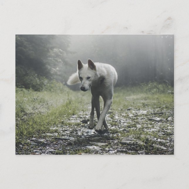 White Siberian Husky Postcard (Front)