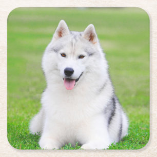 White Siberian Husky Puppy on Green Grass Field Square Paper Coaster