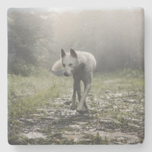 White Siberian Husky Stone Coaster
