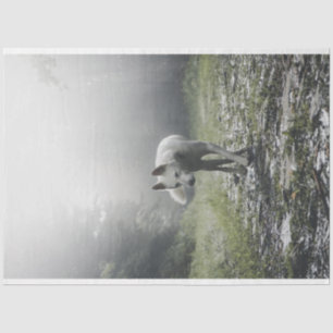 White Siberian Husky Tissue Paper