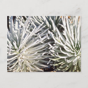 white Silversword flower, Hawaii flowers Postcard