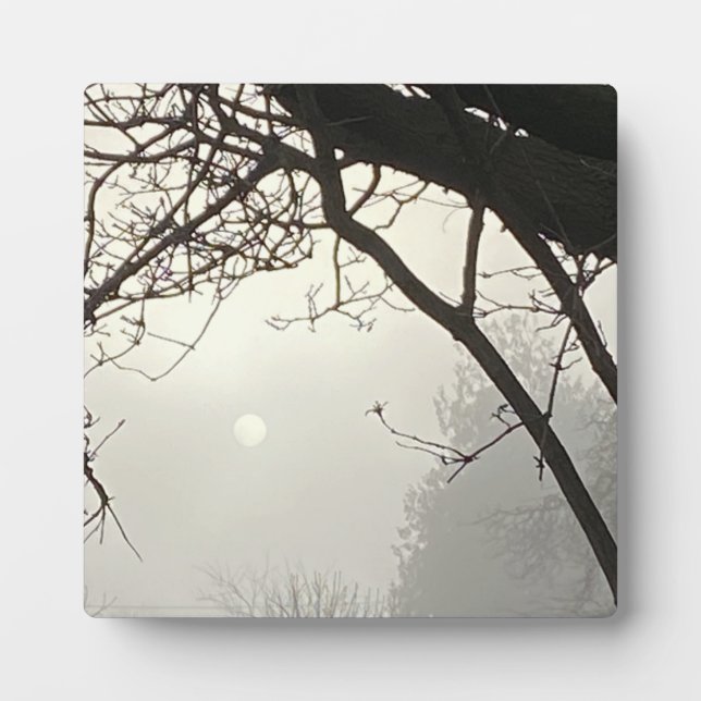 White Sky And Sun Dramatically Framed By Trees  Plaque (Front)