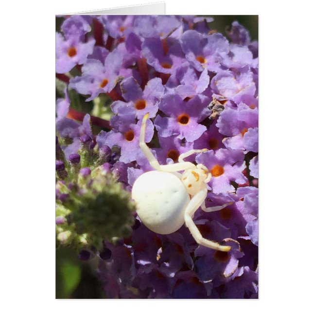 White Smiling Face Spider Card (Front)