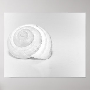 White Snail Shell Minimalist Nature Photography Poster