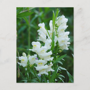 White Snapdragon Flowers Postcard