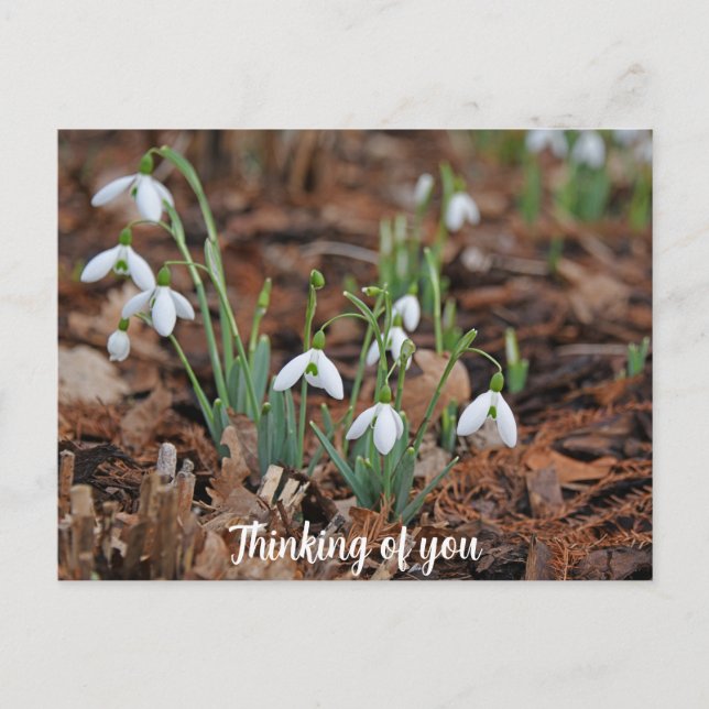 White Snow Drop Celebration Thinking of You Postcard (Front)