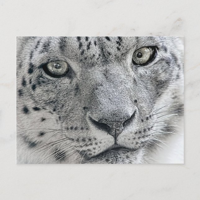 White Snow Leopard Nature Photograph Postcard (Front)