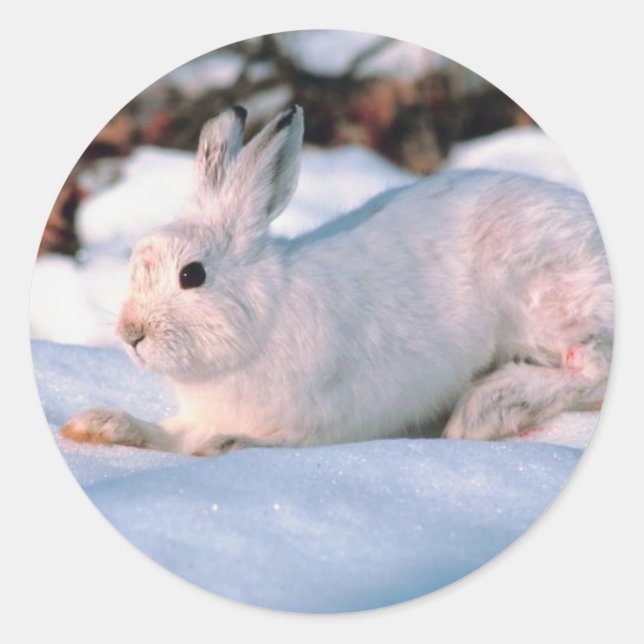 White Snow Rabbit Holiday Card Envelope Seals (Front)
