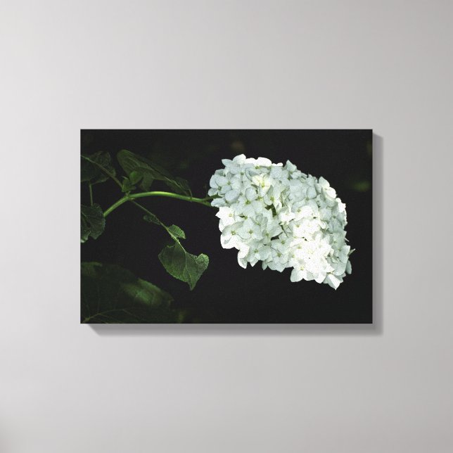 White Snowball Hydrangea - Annabelle Canvas Print (Front)