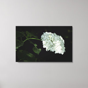 White Snowball Hydrangea - Annabelle Canvas Print