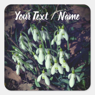 White Snowdrops Flowers of Spring Custom Square Sticker