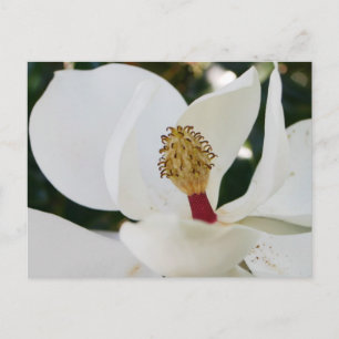 White southern magnolia flower blossom up close postcard