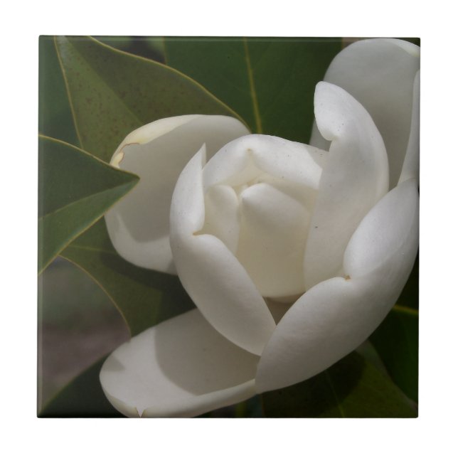 white southern magnolia flower bud tile (Front)