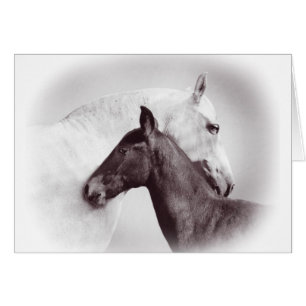 White Spanish Andalusian mare with black foal