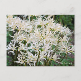 White Spider Lily ポストカード Postcard