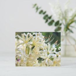 White Spider Lily ポストカード Postcard