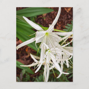 White Spider Lily Blooms – Athens Georgia Postcard