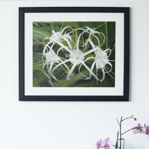 White Spider Lily Blooms Floral Poster