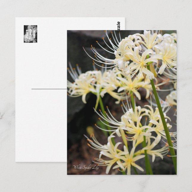 White Spider Lily Postcard (Front/Back)